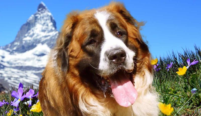 Saint Bernard