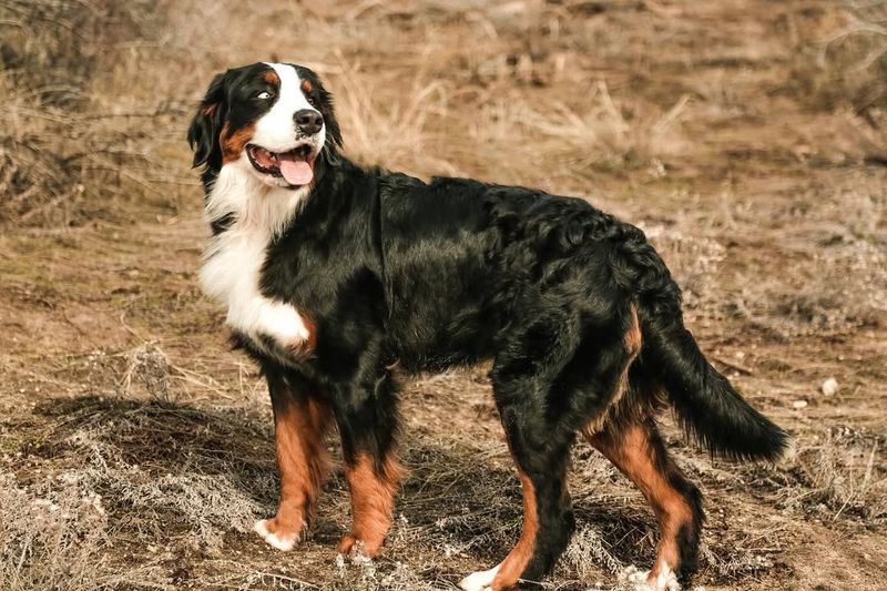Bernese Mountain Dog