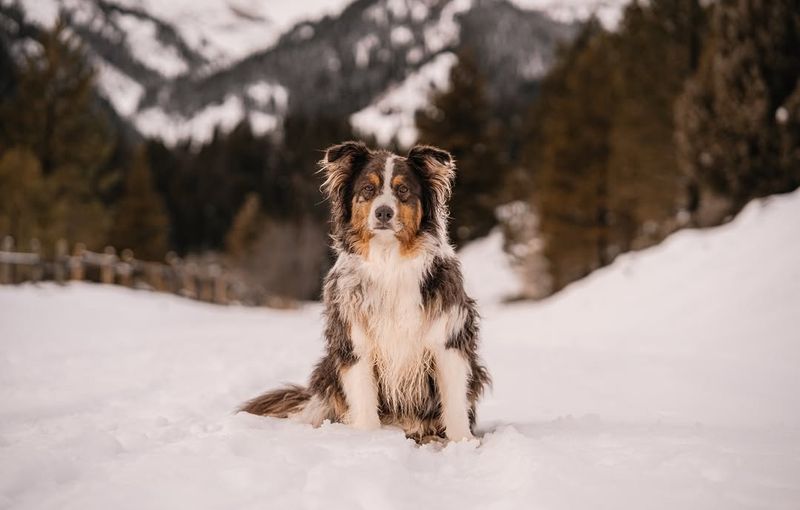 Australian Shepherd