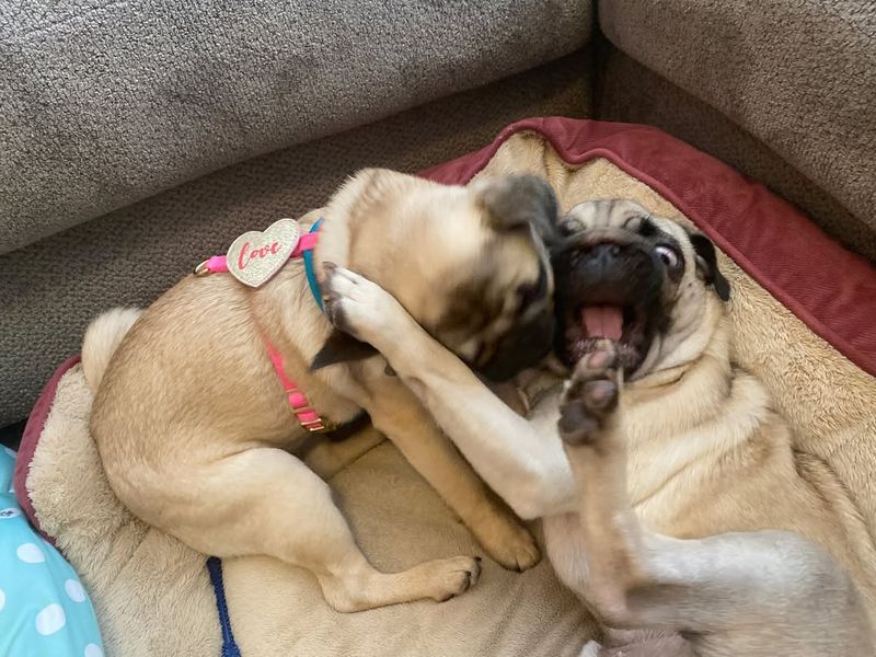 Pug