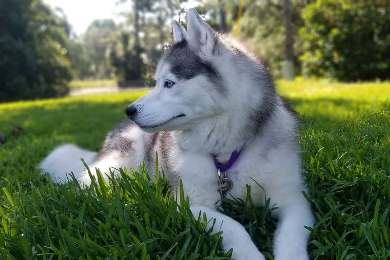 Siberian Husky