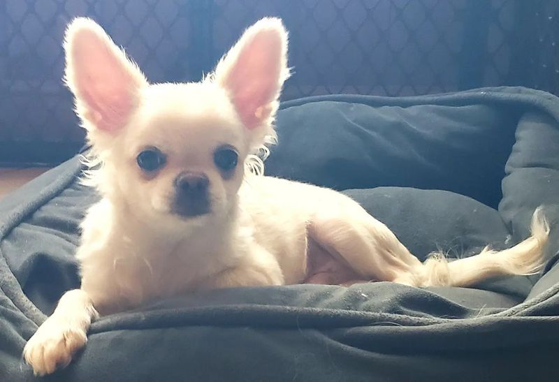 Chihuahua