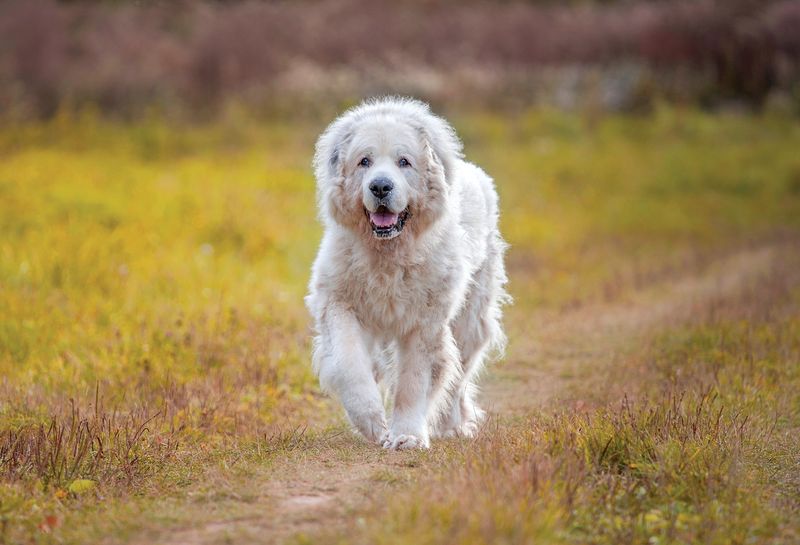 Great Pyrenees
