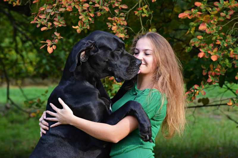 Great Dane