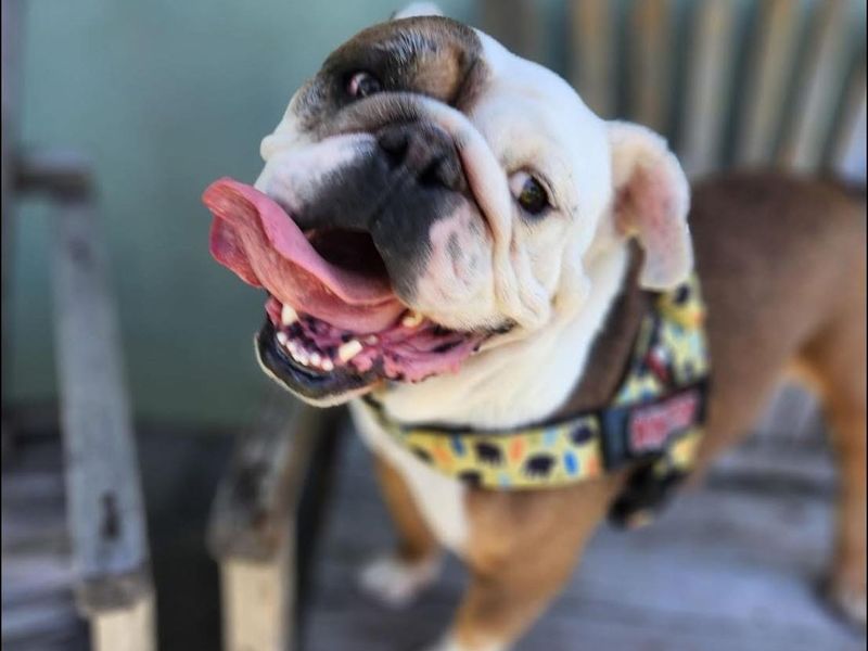 Bulldog