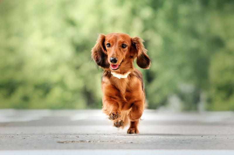 Dachshund: Spirited Explorers