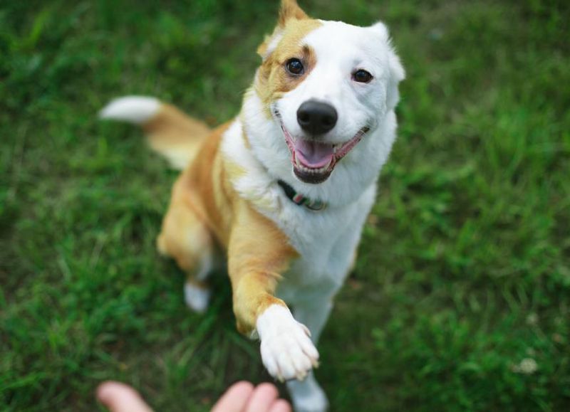 Excited Pawing
