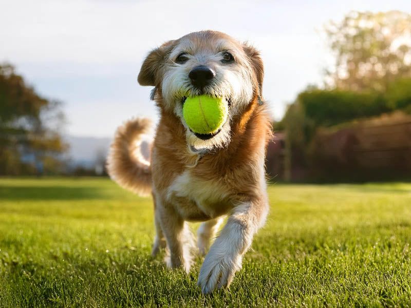 Final Playful Gesture