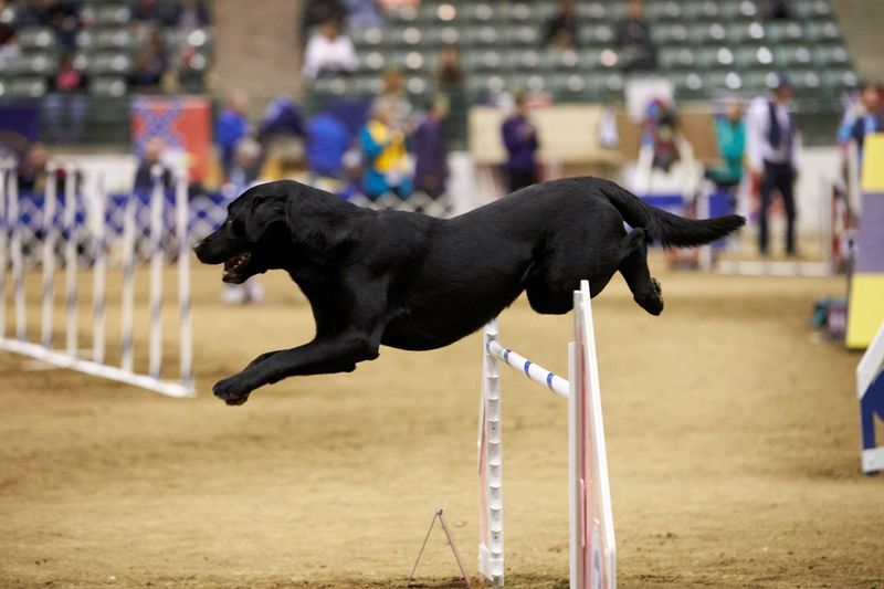 Athleticism
