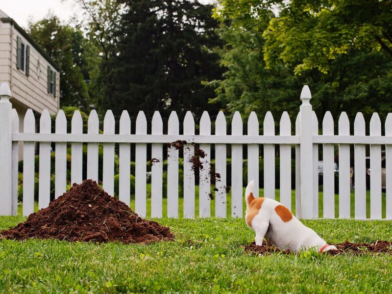Obsessive Digging