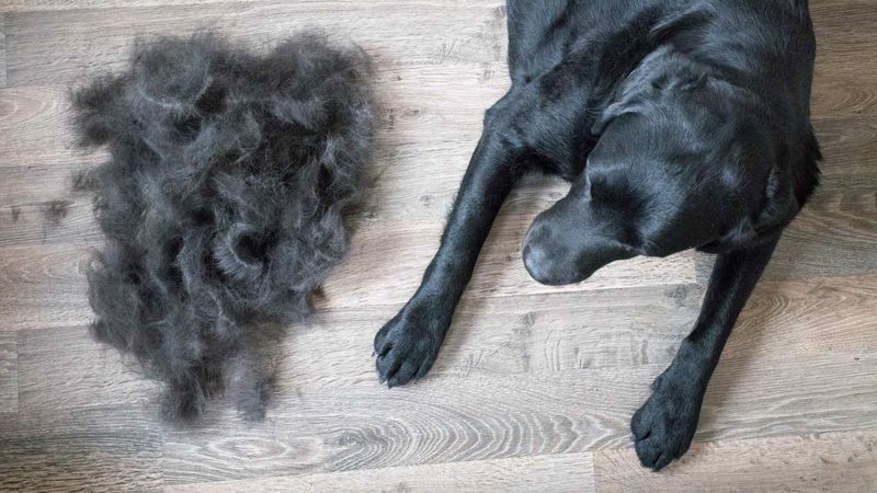 Excessive Shedding