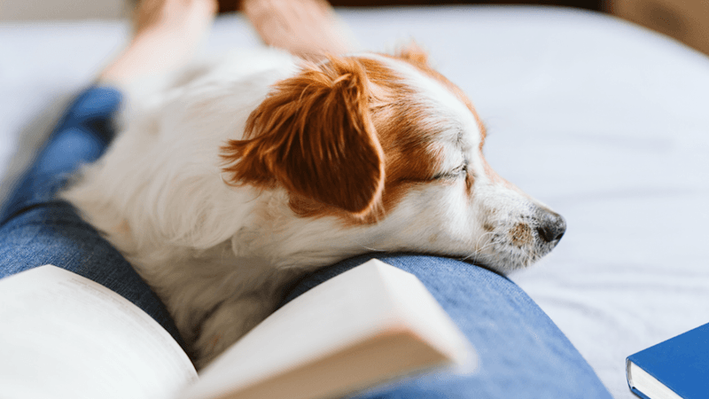 Perplexed by Human Reading