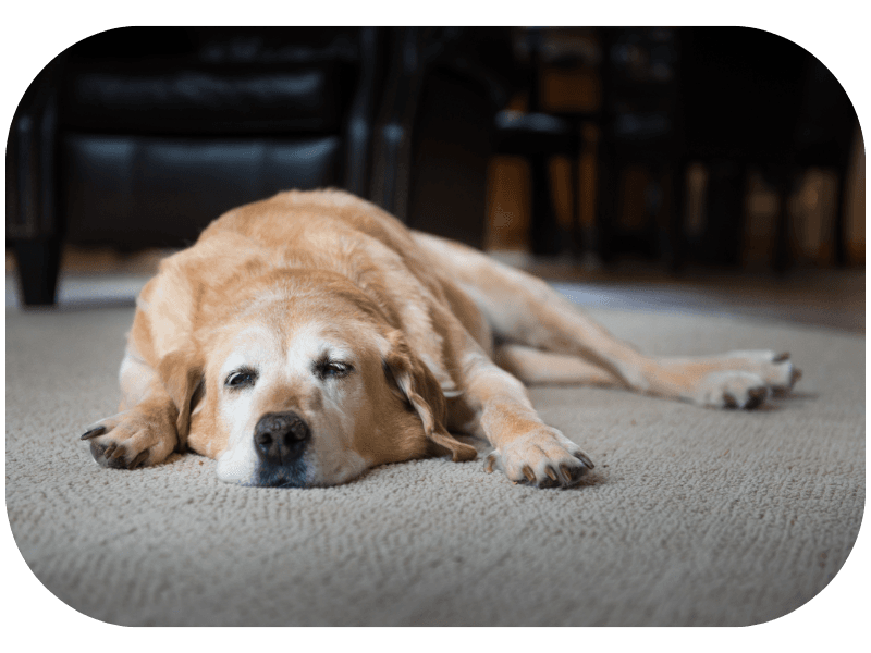 Decreased Mobility