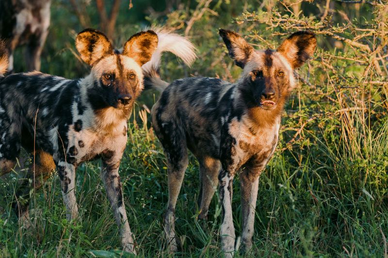 The Role of Genetics in Conservation