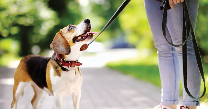 Leash Training