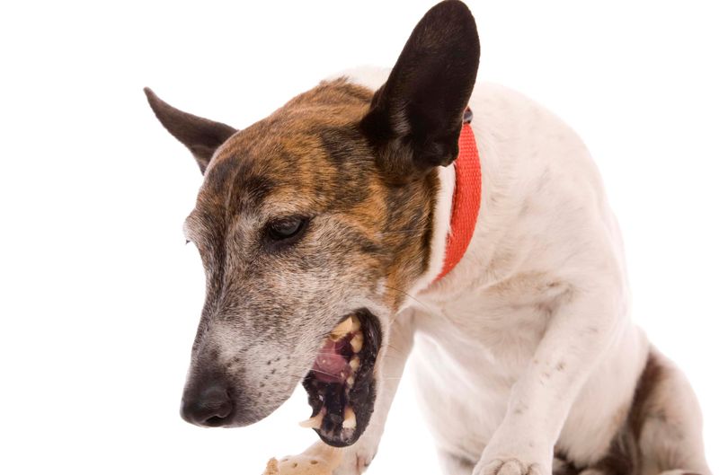 Persistent Coughing or Wheezing