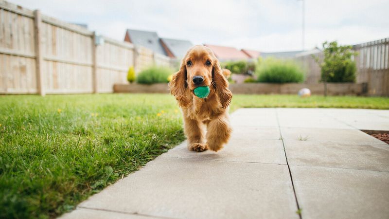 Playful Fetch Games