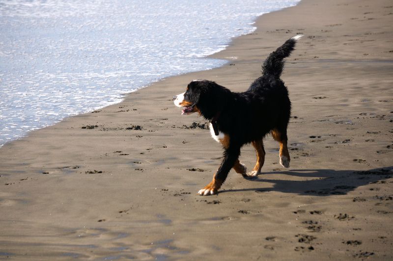 Joyful Prancing