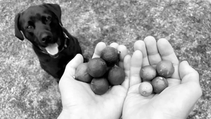 Macadamia Nuts