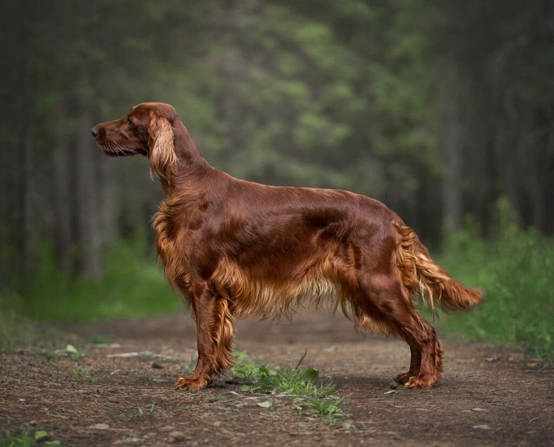 Irish Setter