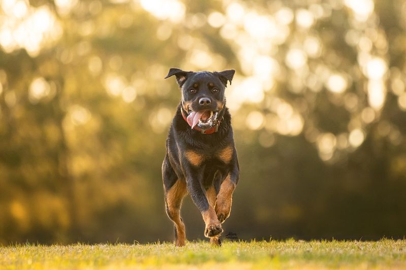 Rottweiler