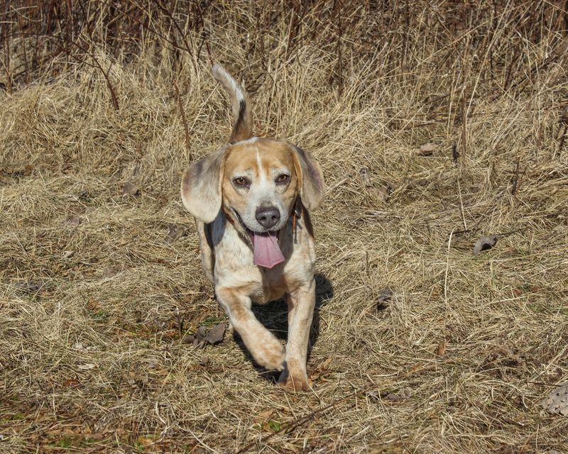 Beagle