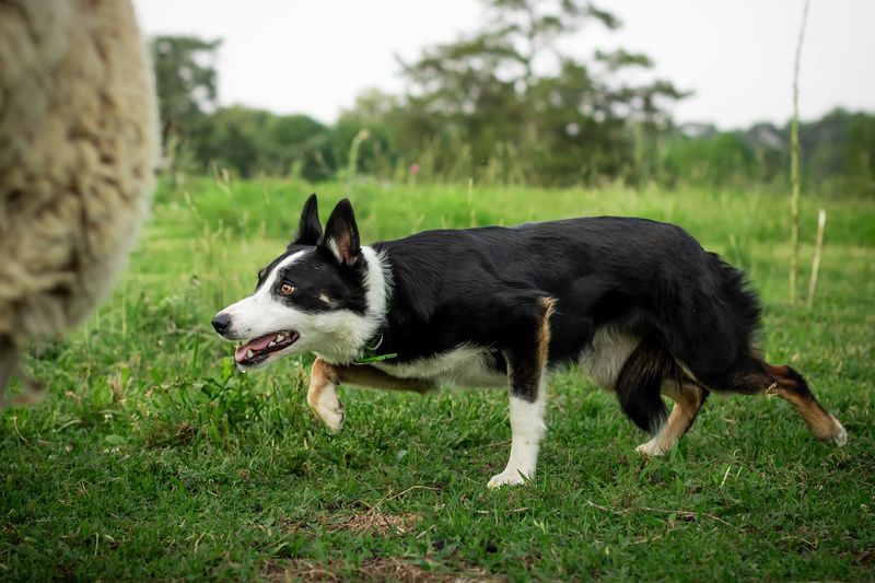 Border Collie