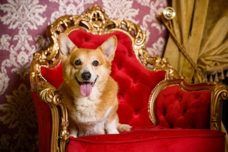 Corgi
