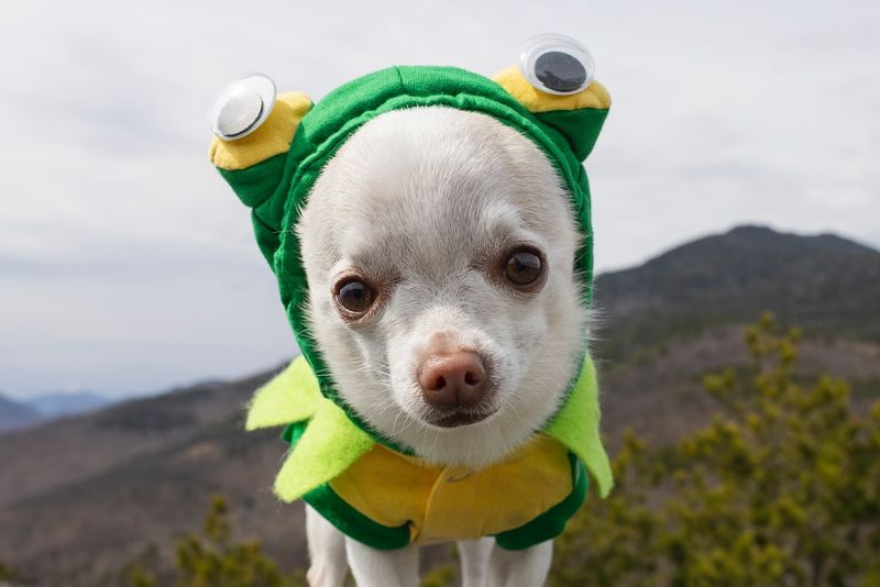 Chihuahua