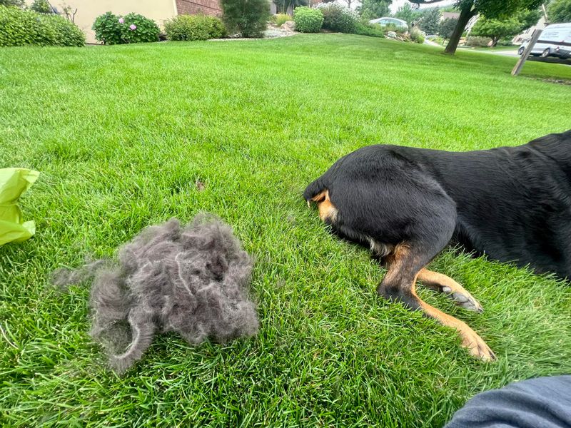 Shedding and Grooming