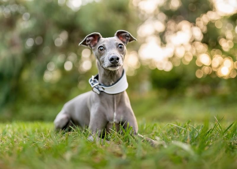 Italian Greyhound