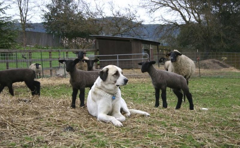 Wise Soul: The Anatolian Shepherd