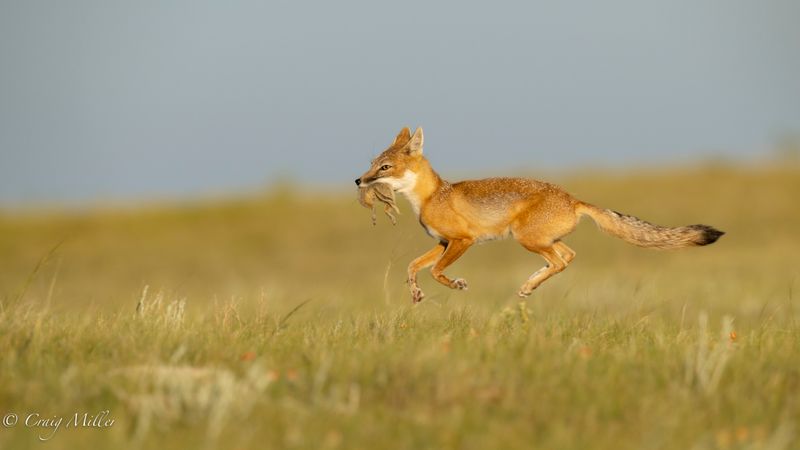Swift Fox