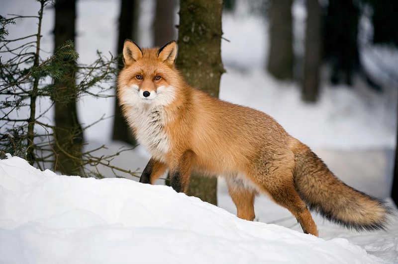 Red Fox