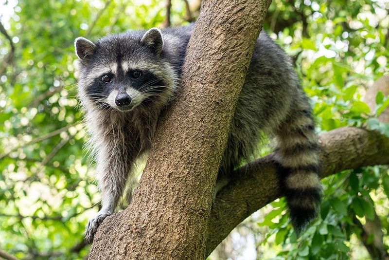 Raccoons