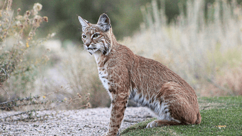 Bobcats