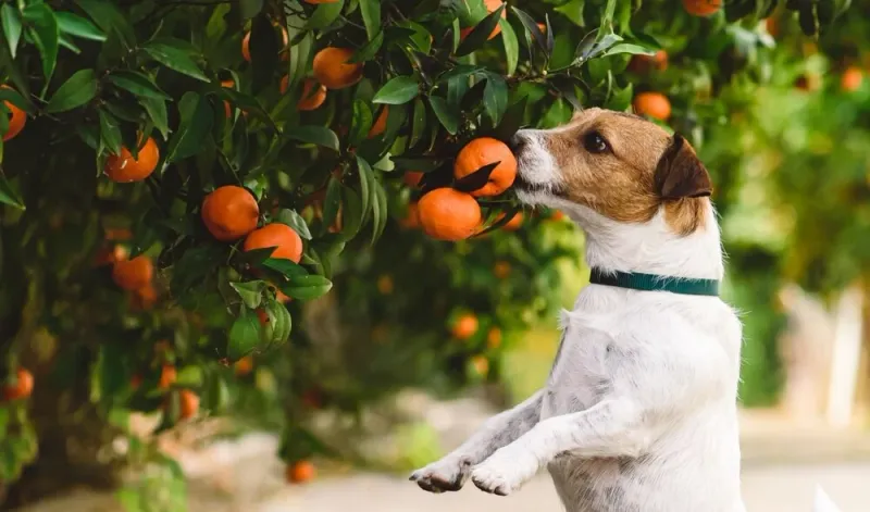 Oranges