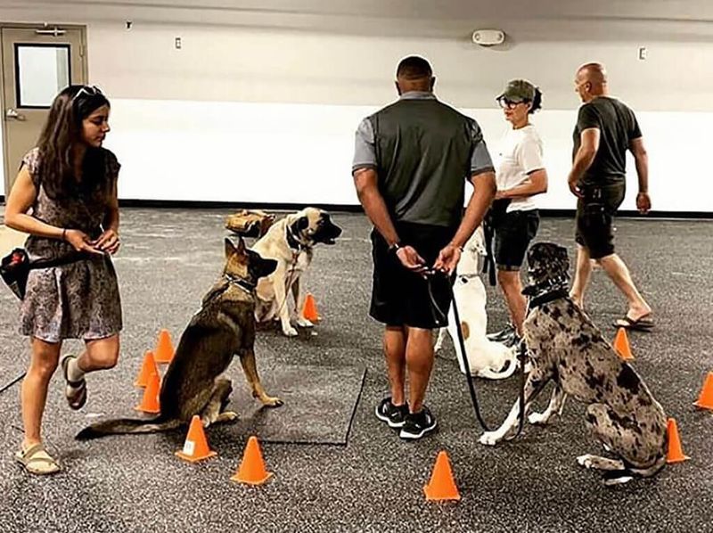 Obedience Classes