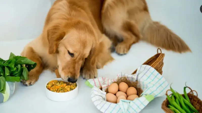 Understand Nutritional Needs