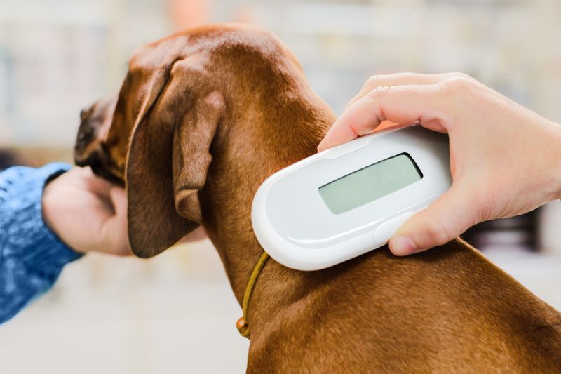 Microchipping and ID Tags