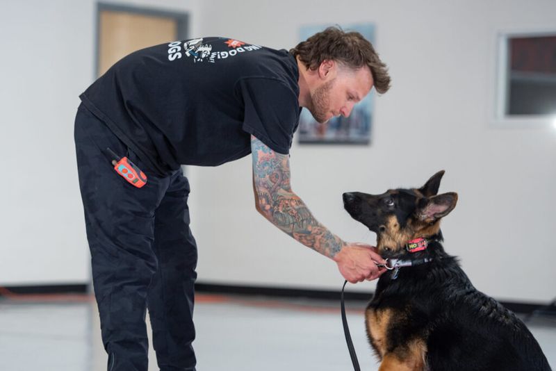 Understanding Your Dog's Needs