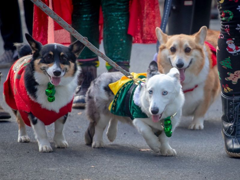 Participating in a Dog Parade