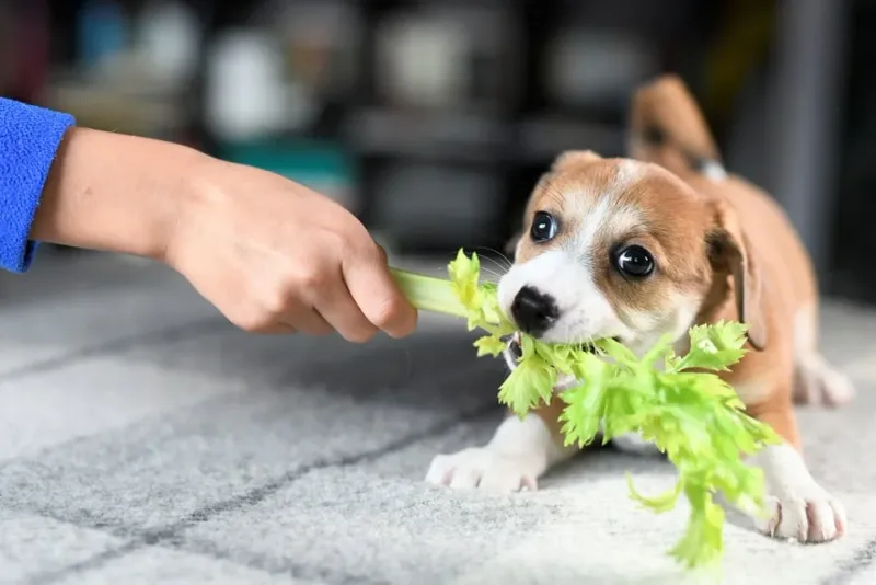Celery