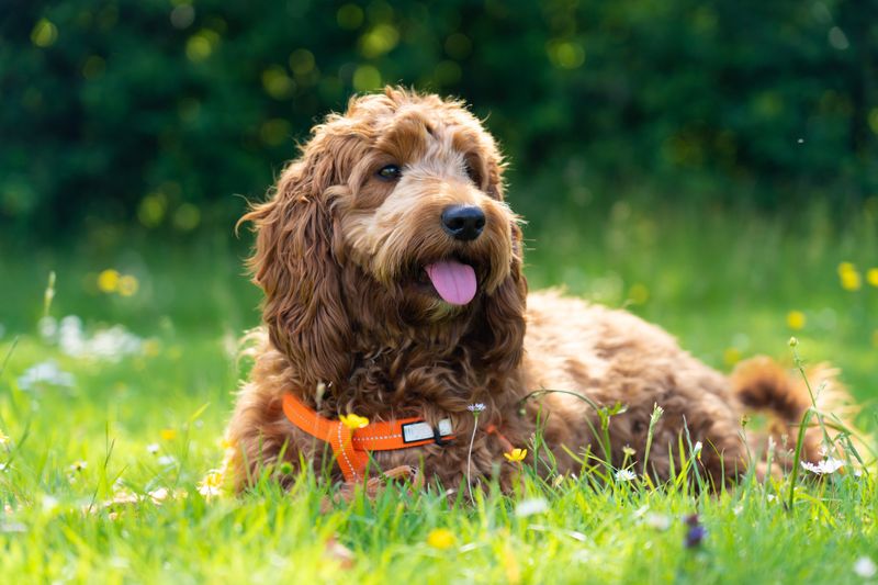 Affectionate Cockapoo