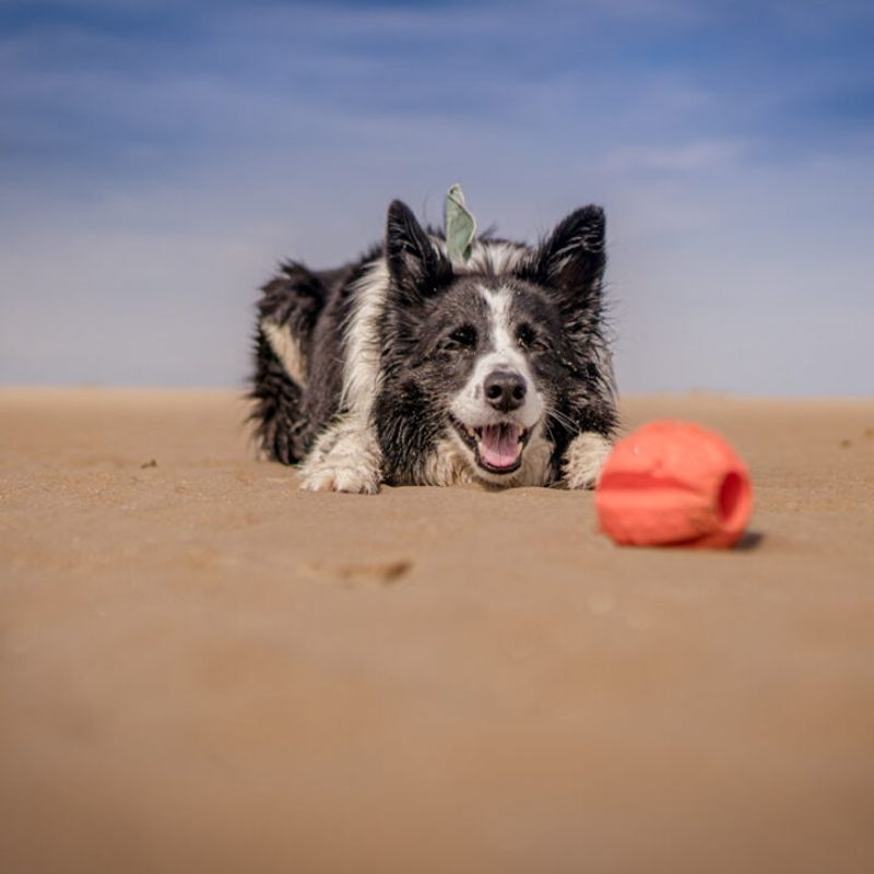 Playful Distraction