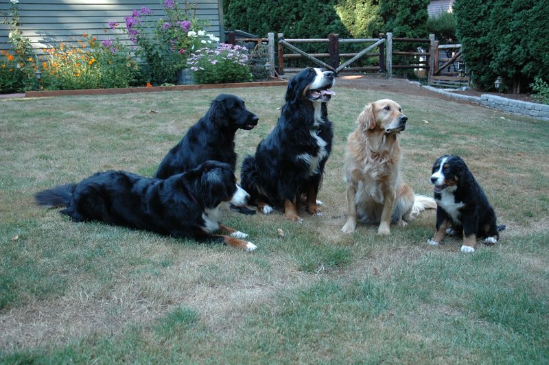 Shared Playtime Adventures