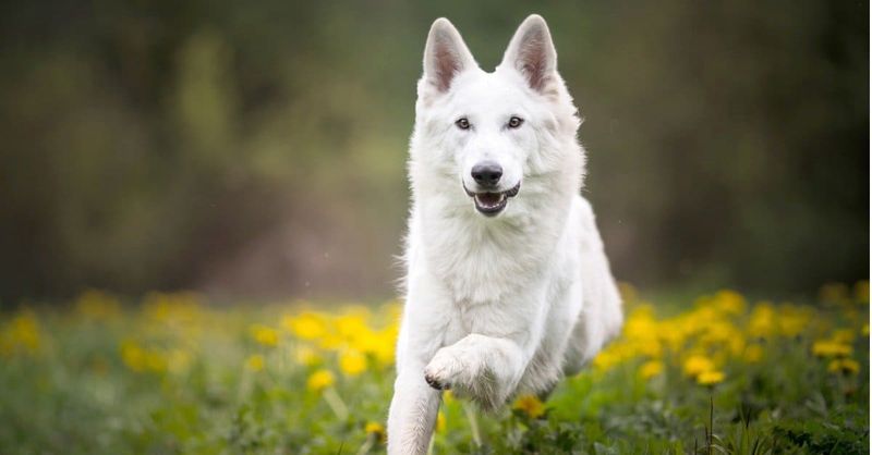 American White Shepherd