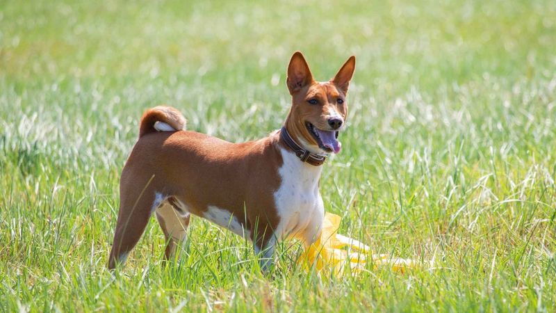 Basenji