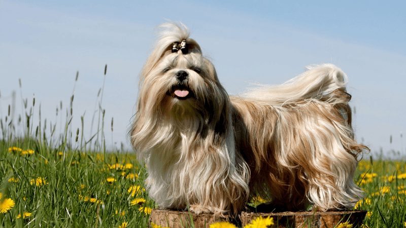 Shih Tzu