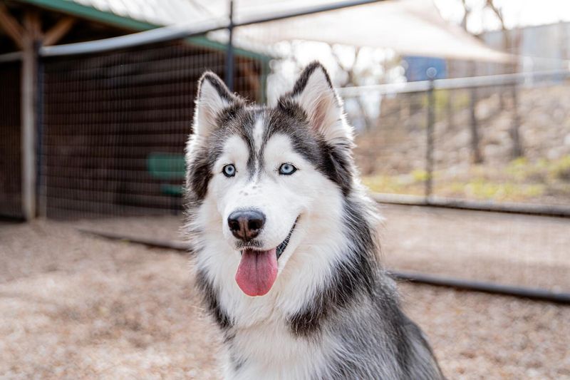 Siberian Husky